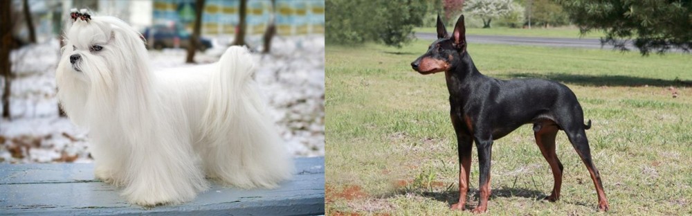 Manchester Terrier vs Maltese - Breed Comparison
