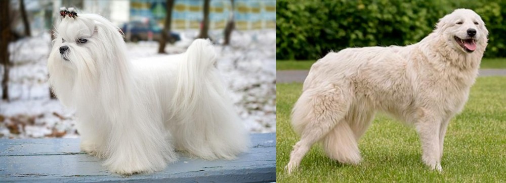 Maremma Sheepdog vs Maltese - Breed Comparison