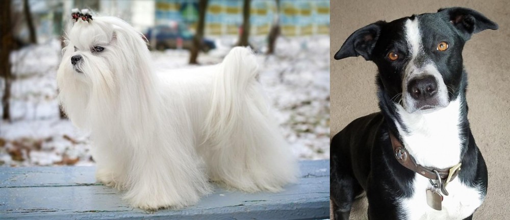 McNab vs Maltese - Breed Comparison