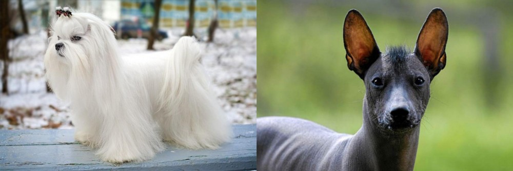 Mexican Hairless vs Maltese - Breed Comparison