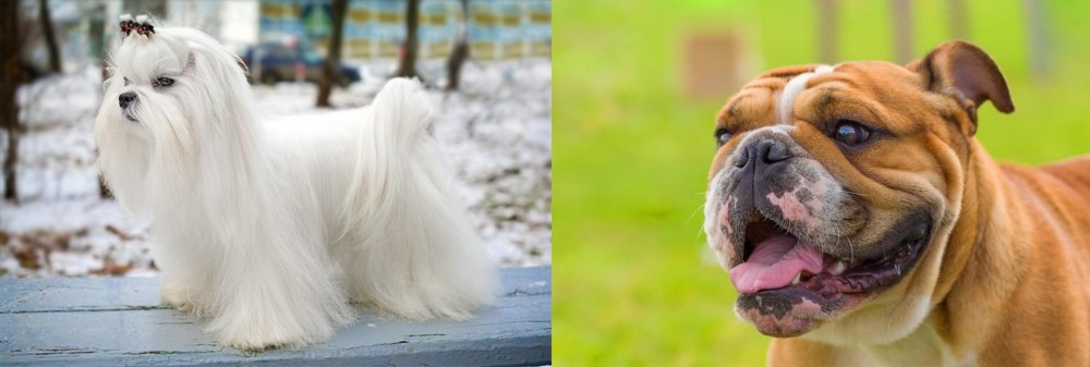 Miniature English Bulldog vs Maltese - Breed Comparison