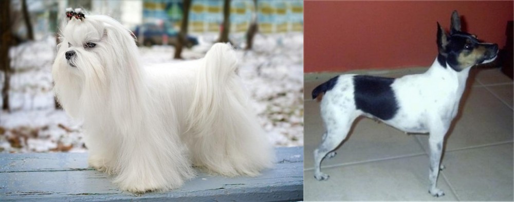 Miniature Fox Terrier vs Maltese - Breed Comparison