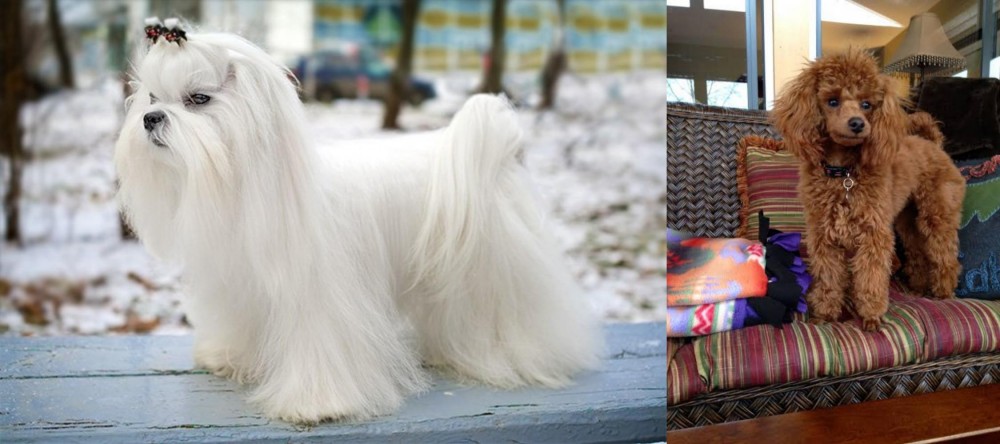 Miniature Poodle vs Maltese - Breed Comparison