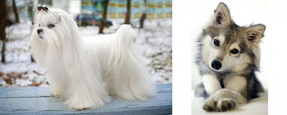 Miniature Siberian Husky vs Maltese - Breed Comparison