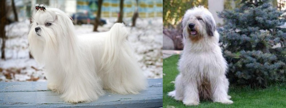 Mioritic Sheepdog vs Maltese - Breed Comparison