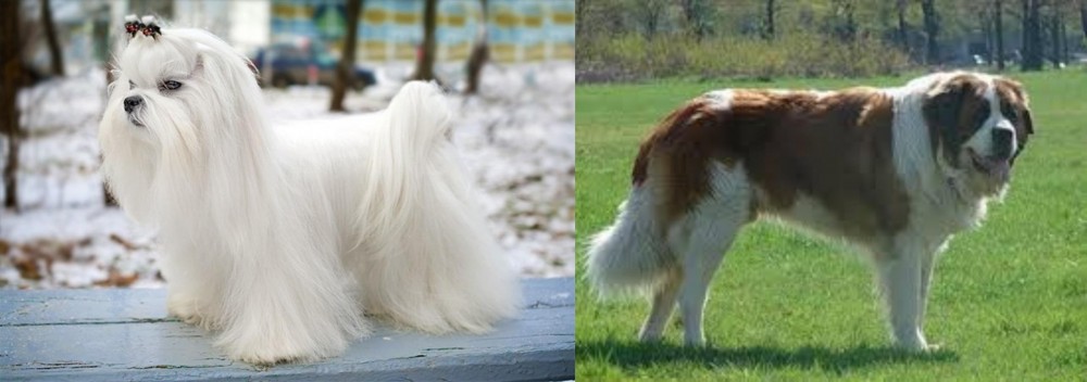 Moscow Watchdog vs Maltese - Breed Comparison