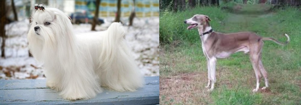 Mudhol Hound vs Maltese - Breed Comparison