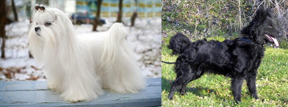 Mudi vs Maltese - Breed Comparison