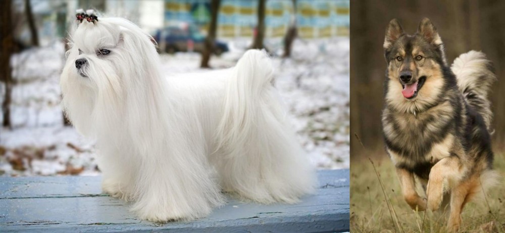 Native American Indian Dog vs Maltese - Breed Comparison