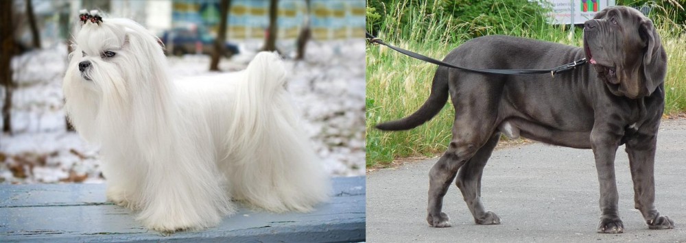 Neapolitan Mastiff vs Maltese - Breed Comparison