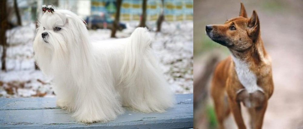 New Guinea Singing Dog vs Maltese - Breed Comparison