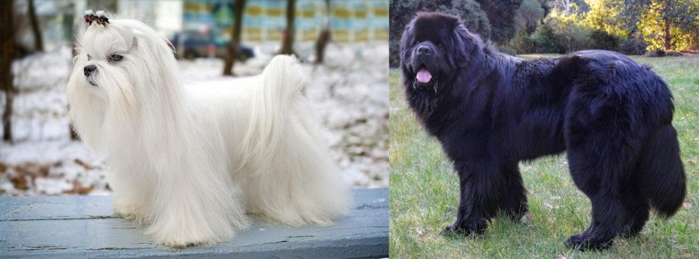 Newfoundland Dog vs Maltese - Breed Comparison