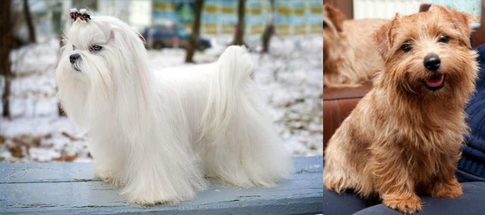 Norfolk Terrier vs Maltese - Breed Comparison