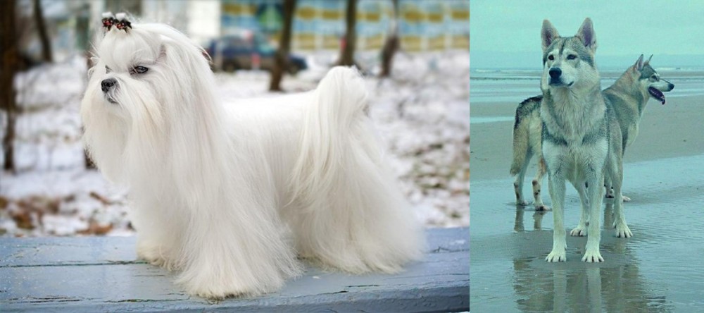 Northern Inuit Dog vs Maltese - Breed Comparison
