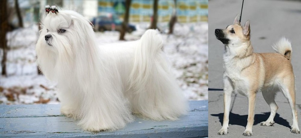 Norwegian Buhund vs Maltese - Breed Comparison