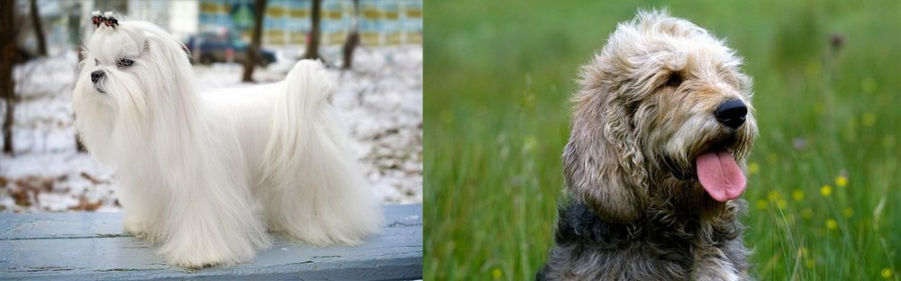 Otterhound vs Maltese - Breed Comparison