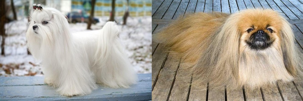 Pekingese vs Maltese - Breed Comparison