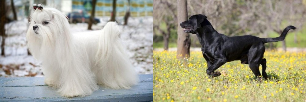 Perro de Pastor Mallorquin vs Maltese - Breed Comparison