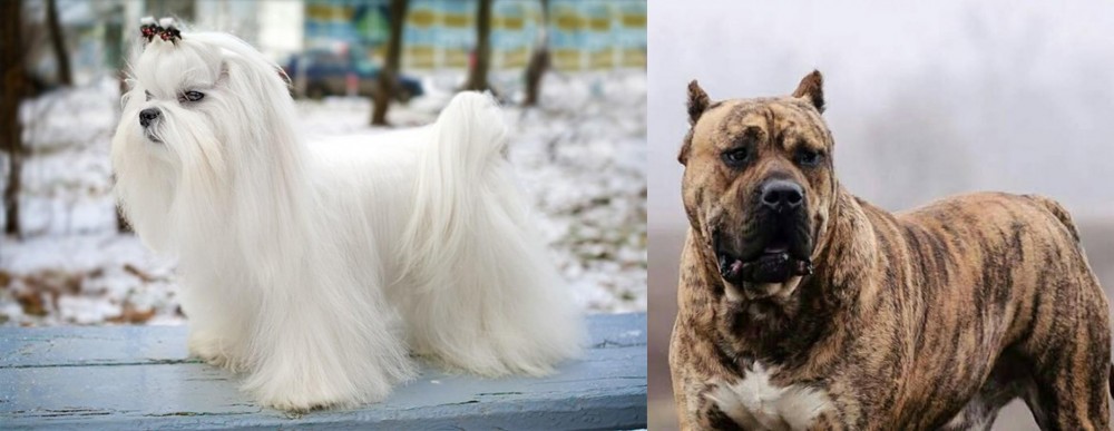 Perro de Presa Canario vs Maltese - Breed Comparison