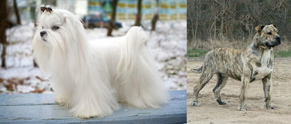 Perro de Presa Mallorquin vs Maltese - Breed Comparison