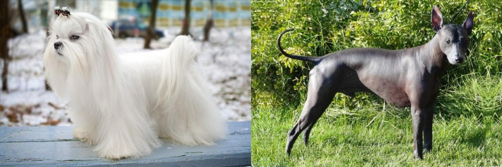 Peruvian Hairless vs Maltese - Breed Comparison