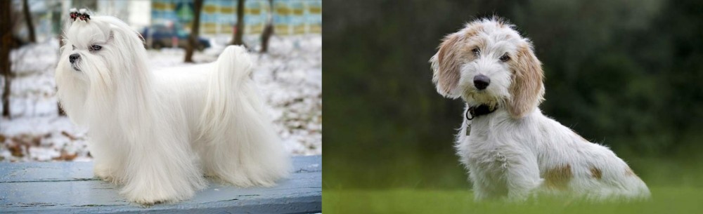 Petit Basset Griffon Vendeen vs Maltese - Breed Comparison