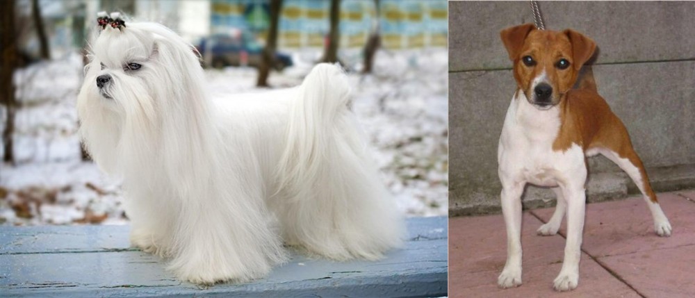 Plummer Terrier vs Maltese - Breed Comparison