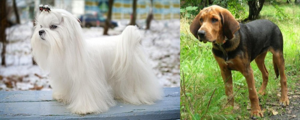 Polish Hound vs Maltese - Breed Comparison