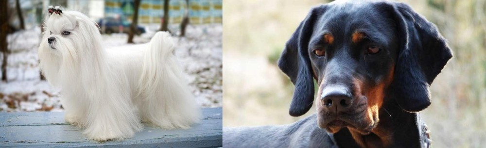 Polish Hunting Dog vs Maltese - Breed Comparison