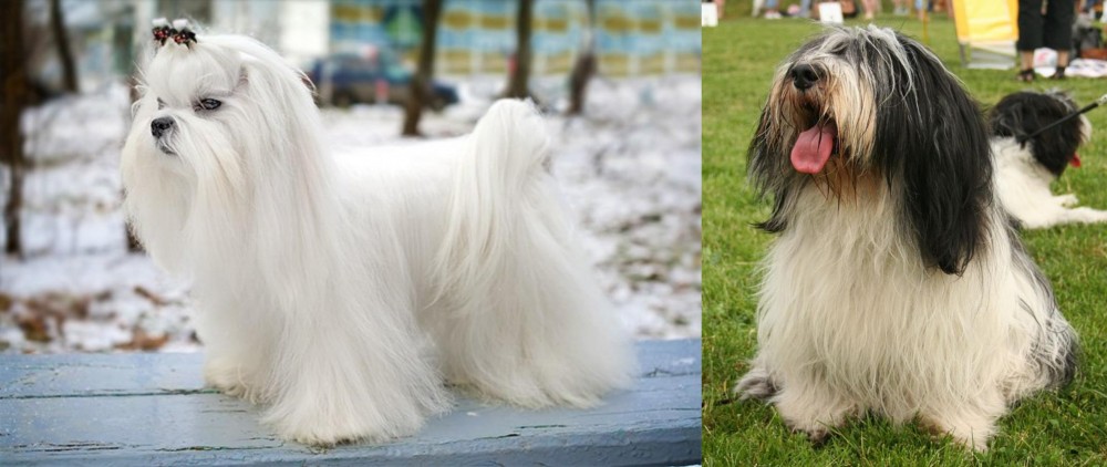 Polish Lowland Sheepdog vs Maltese - Breed Comparison