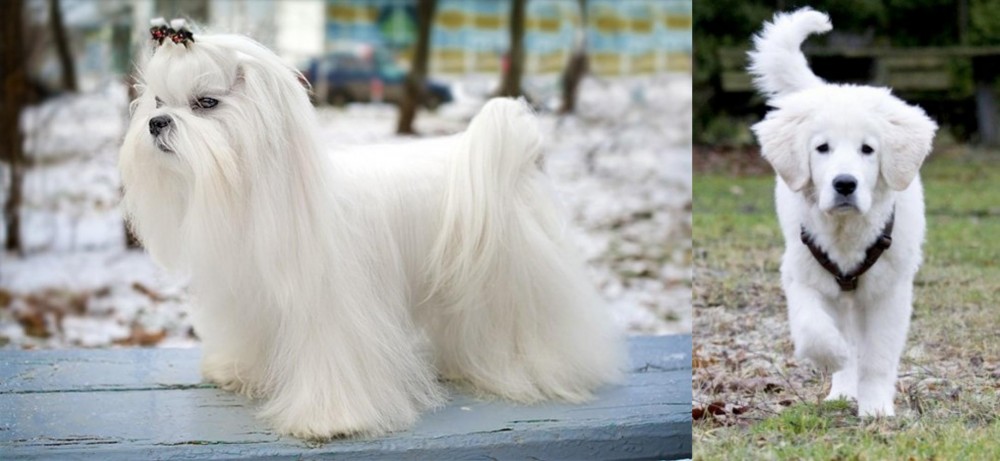 Polish Tatra Sheepdog vs Maltese - Breed Comparison