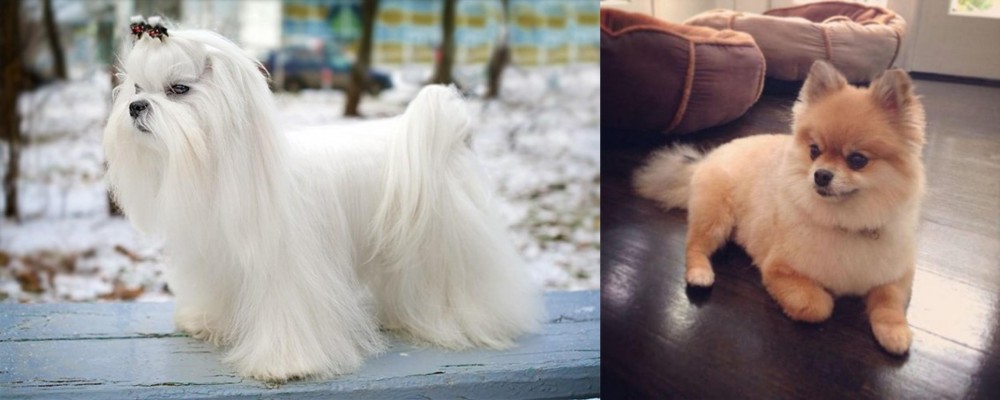 Pomeranian vs Maltese - Breed Comparison