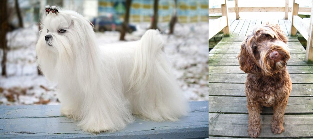Portuguese Water Dog vs Maltese - Breed Comparison