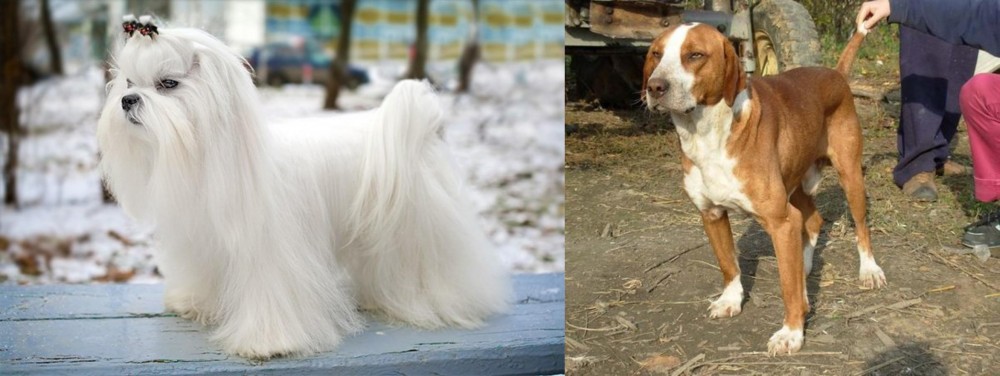 Posavac Hound vs Maltese - Breed Comparison