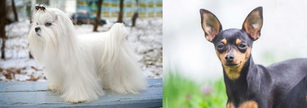 Prazsky Krysarik vs Maltese - Breed Comparison