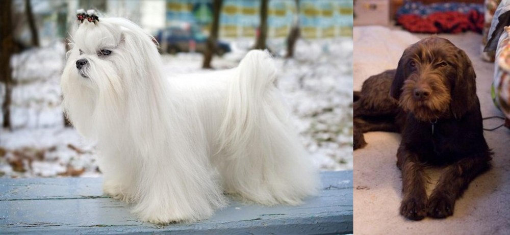 Pudelpointer vs Maltese - Breed Comparison