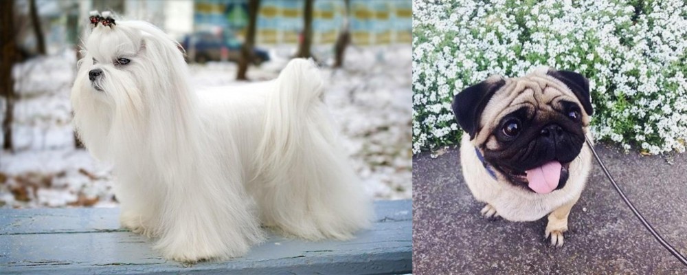 Pug vs Maltese - Breed Comparison