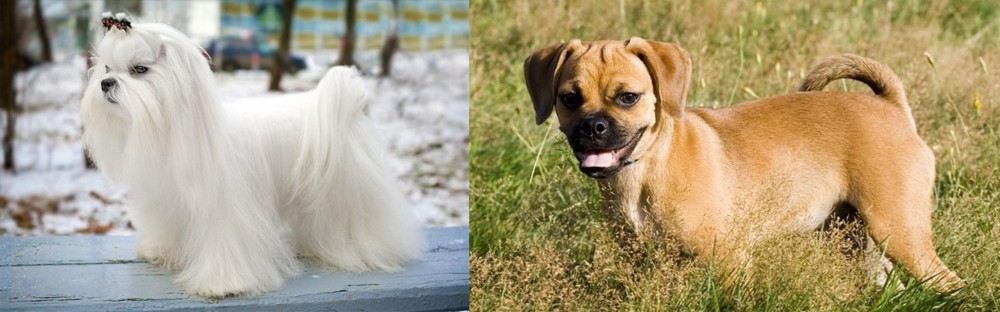 Puggle vs Maltese - Breed Comparison