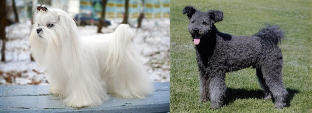 Pumi vs Maltese - Breed Comparison