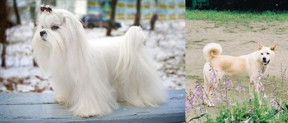 Pungsan Dog vs Maltese - Breed Comparison