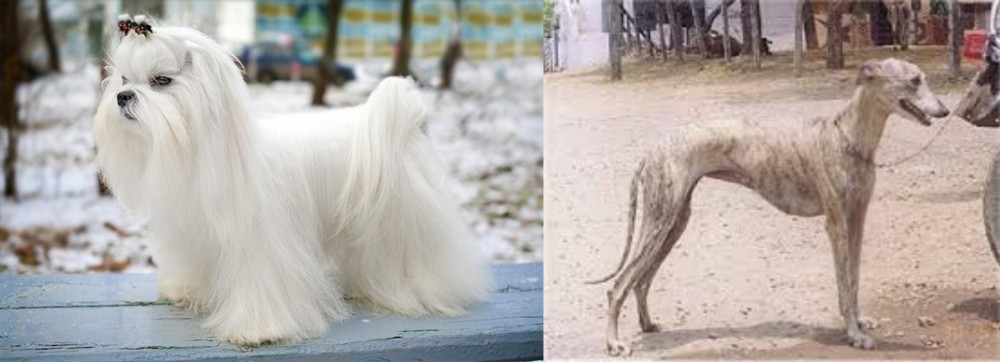 Rampur Greyhound vs Maltese - Breed Comparison