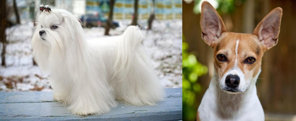 Rat Terrier vs Maltese - Breed Comparison