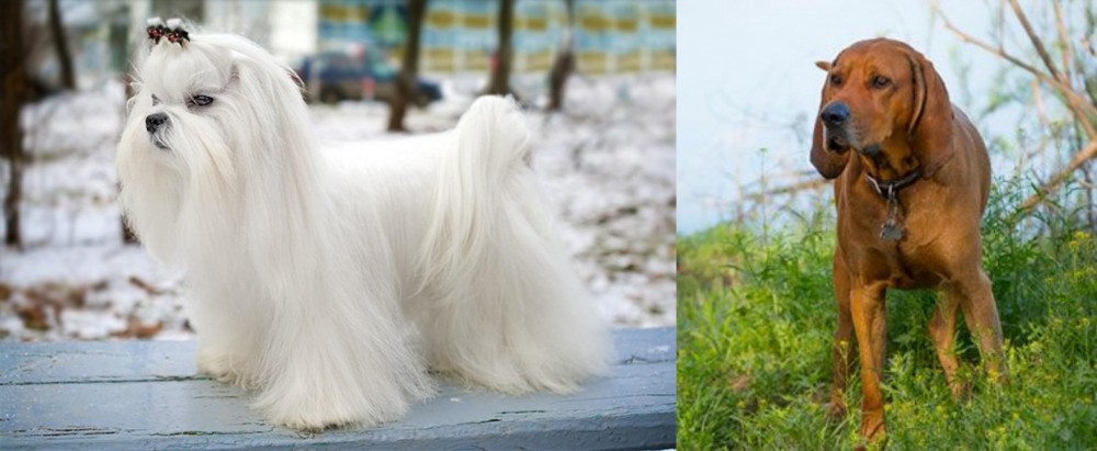 Redbone Coonhound vs Maltese - Breed Comparison