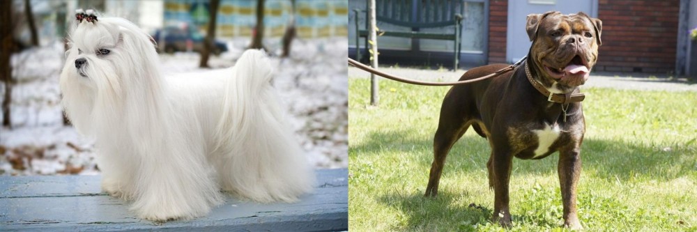 Renascence Bulldogge vs Maltese - Breed Comparison