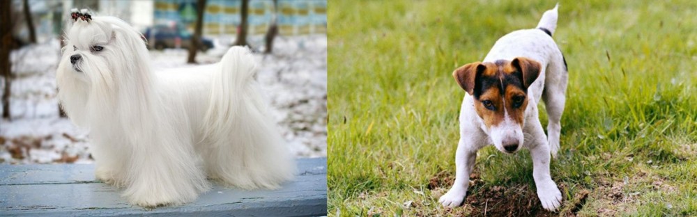 Russell Terrier vs Maltese - Breed Comparison