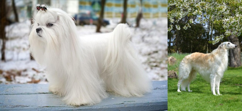 Russian Hound vs Maltese - Breed Comparison