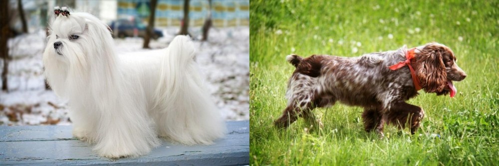 Russian Spaniel vs Maltese - Breed Comparison