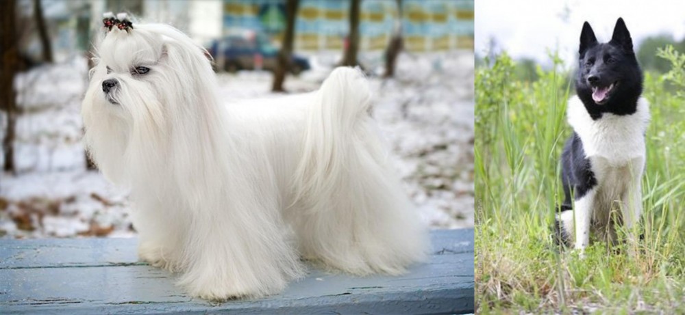 Russo-European Laika vs Maltese - Breed Comparison