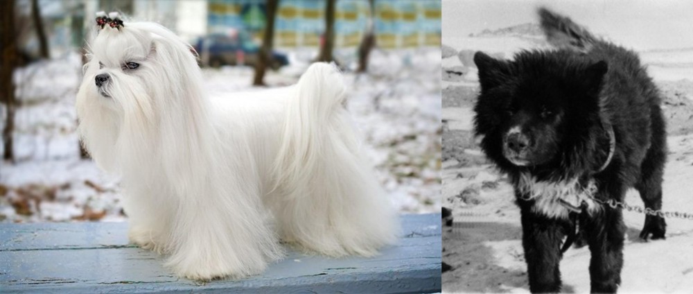 Sakhalin Husky vs Maltese - Breed Comparison