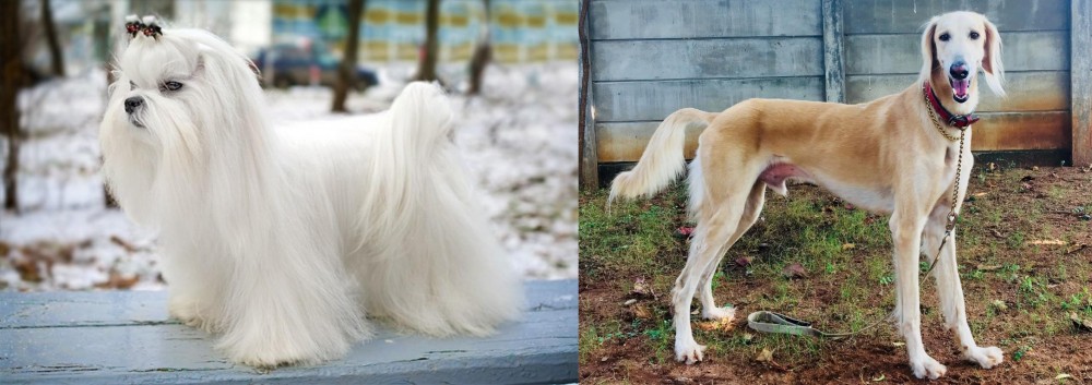 Saluki vs Maltese - Breed Comparison